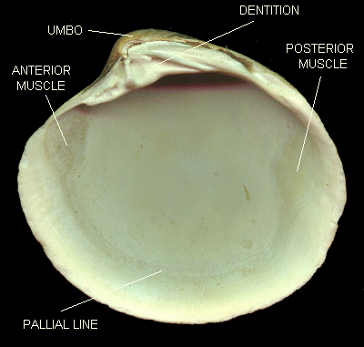 Bivalve Morphology