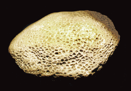 Porous coral; millions of years hence this will be limestone