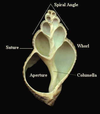 Gastropods