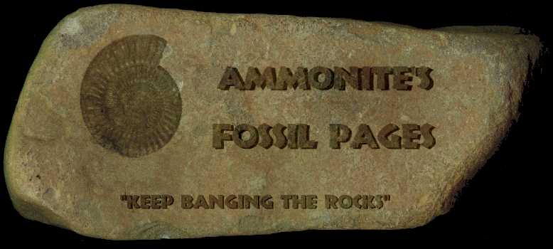 Ammonites Fossil page